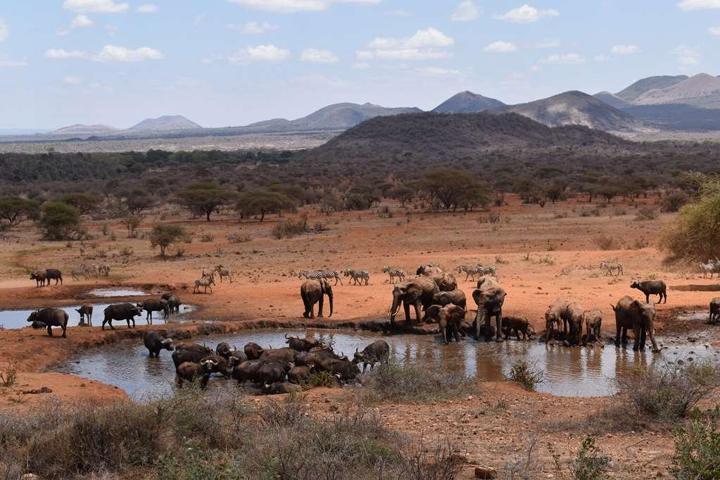 Kilaguni Serena Safari Lodge Tsavo 시설 사진